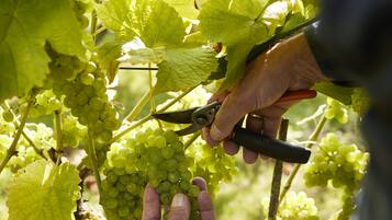 A person pruning grapevines in a vineyard.