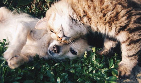 A cat and a dog lying together on green foliage.