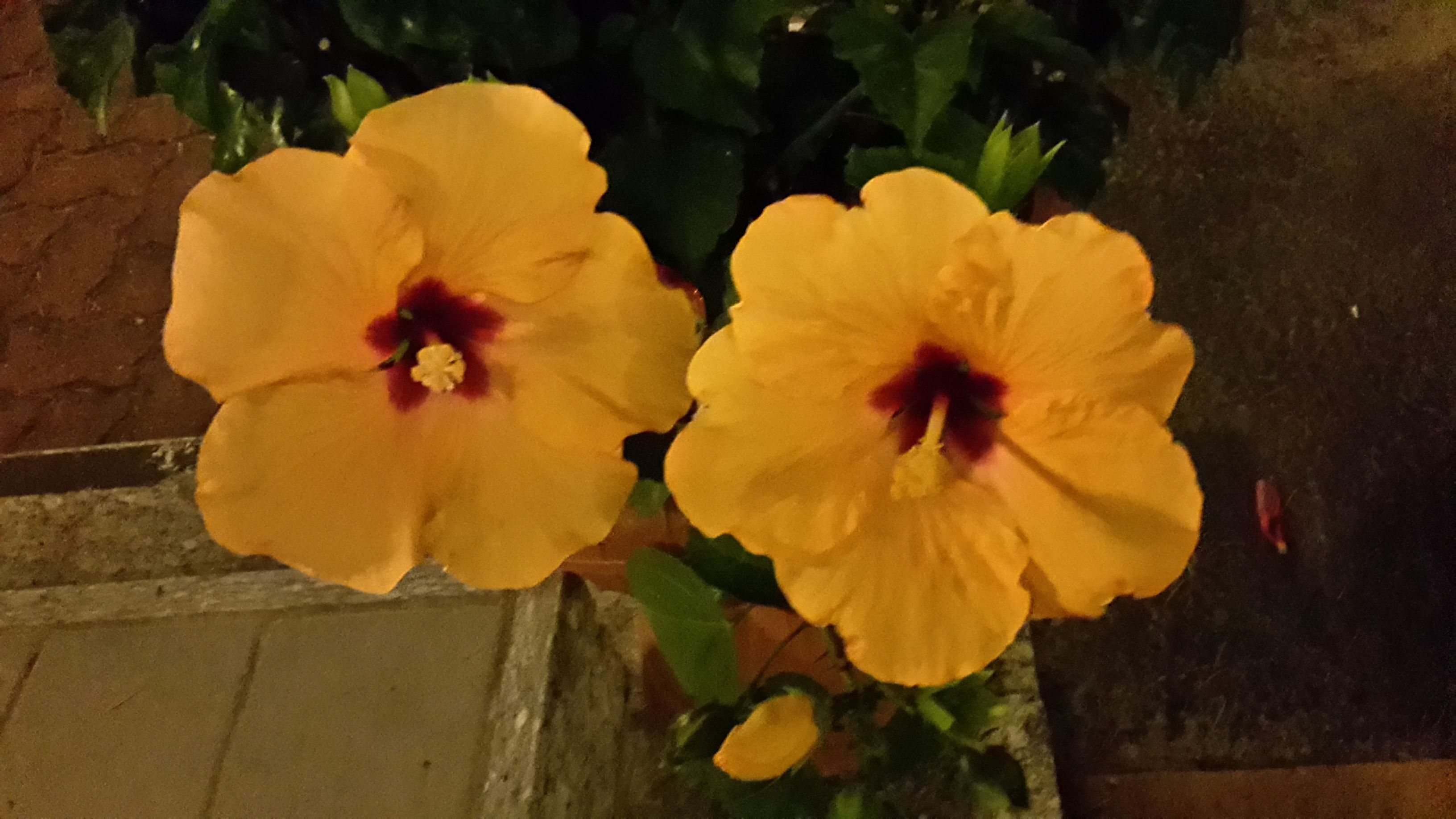 Two yellow flowers with dark centers, possibly hibiscus, in a planter.