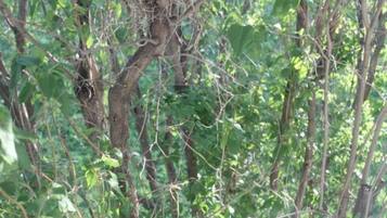 Habitación, baño privado (Garden Vue Suite) | Vistas desde la habitación