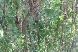 Quarto, banheiro privativo (Garden Vue Suite) | Vista do quarto