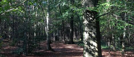 Un área boscosa con un sendero de tierra.