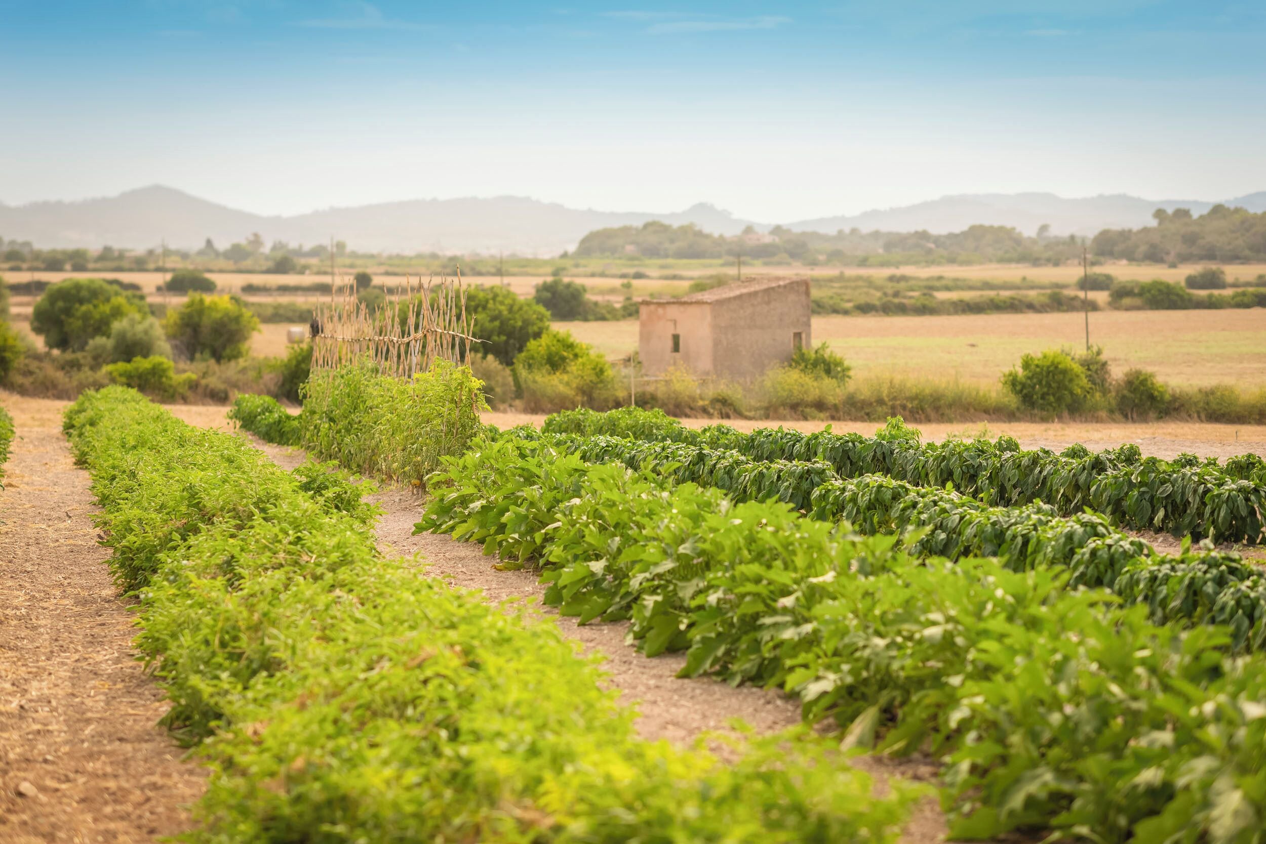 Foto - Finca Son Roig by Valentin