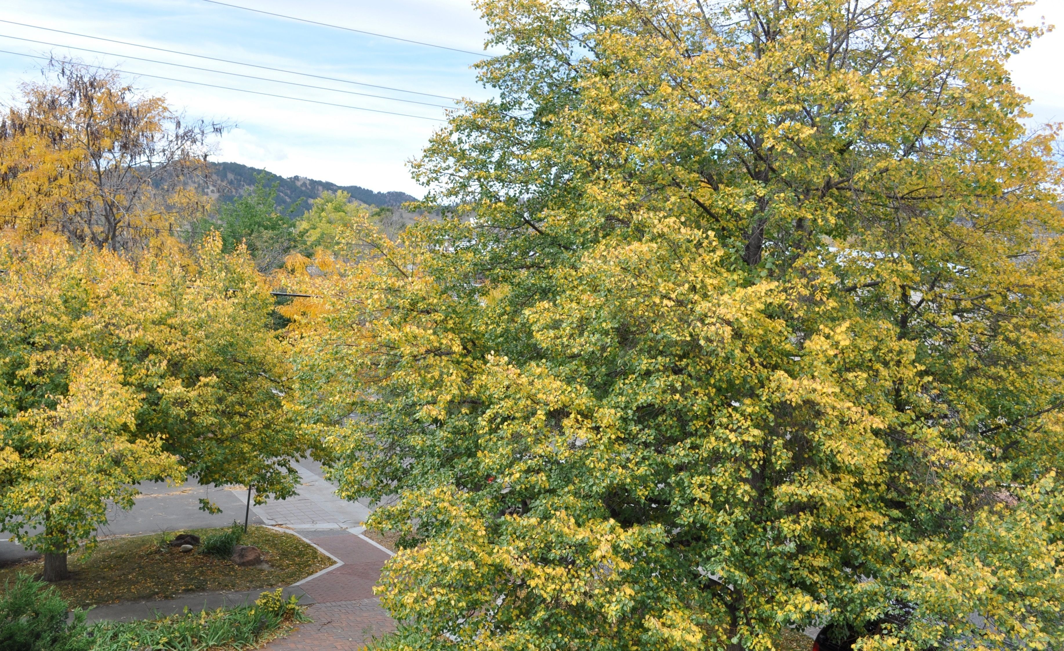 A paved pathway surrounded by trees with yellow leaves, a clear sky, and distant hills.