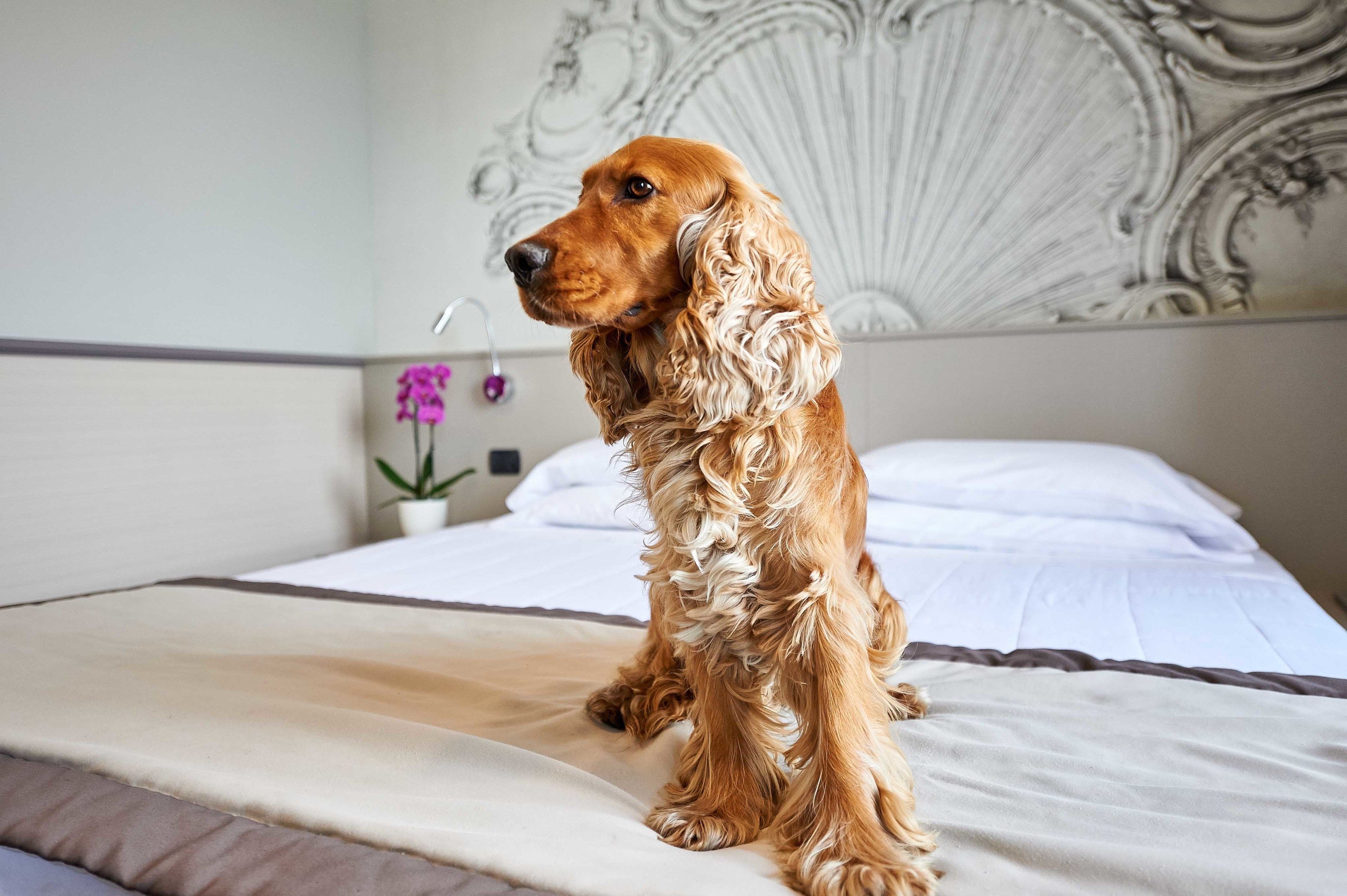 Un perro sentado en una cama con un cabecero decorativo y una planta en maceta al fondo.