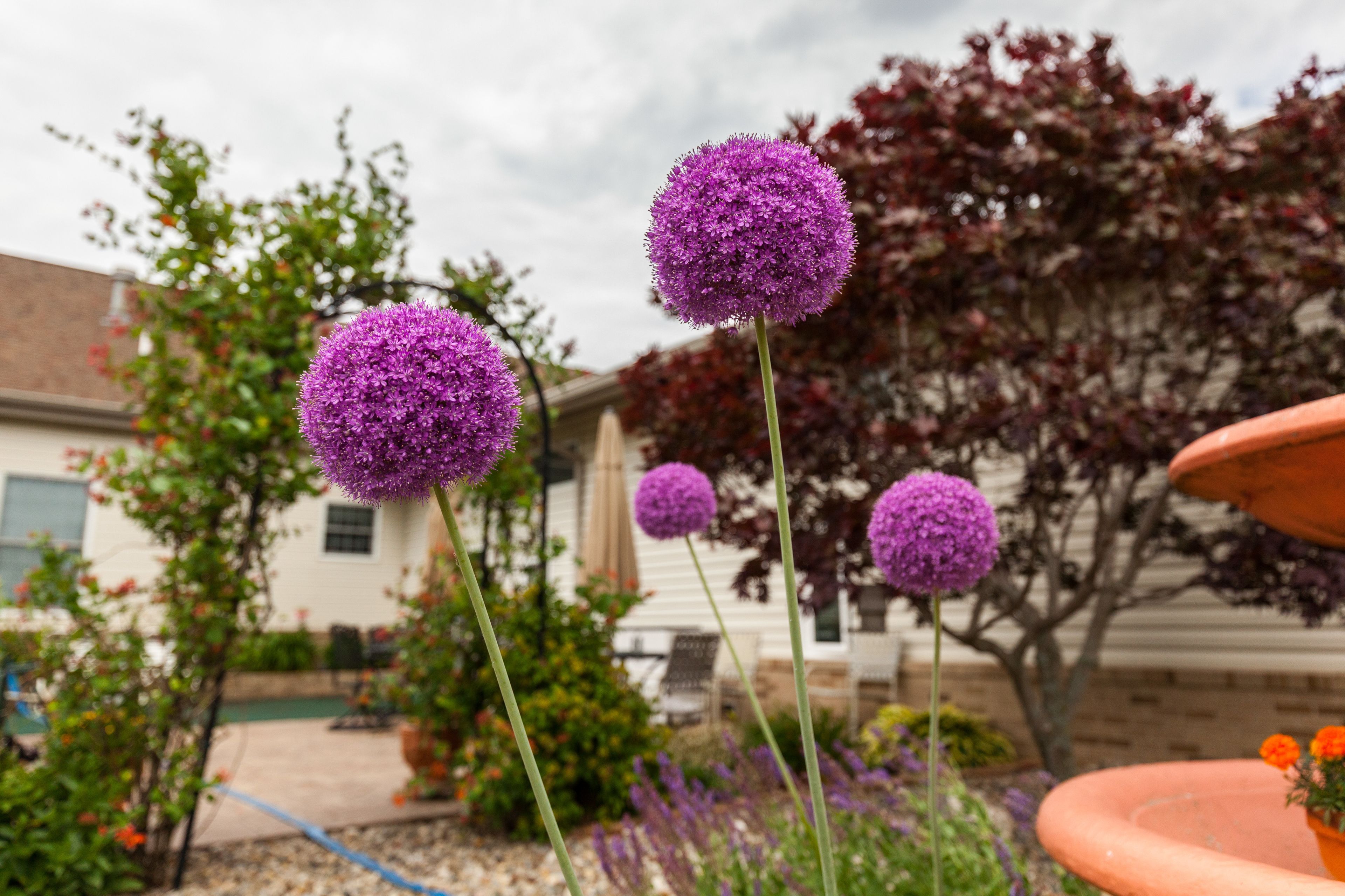 A garden with purple spherical flowers, a patio area, and a house in the background.