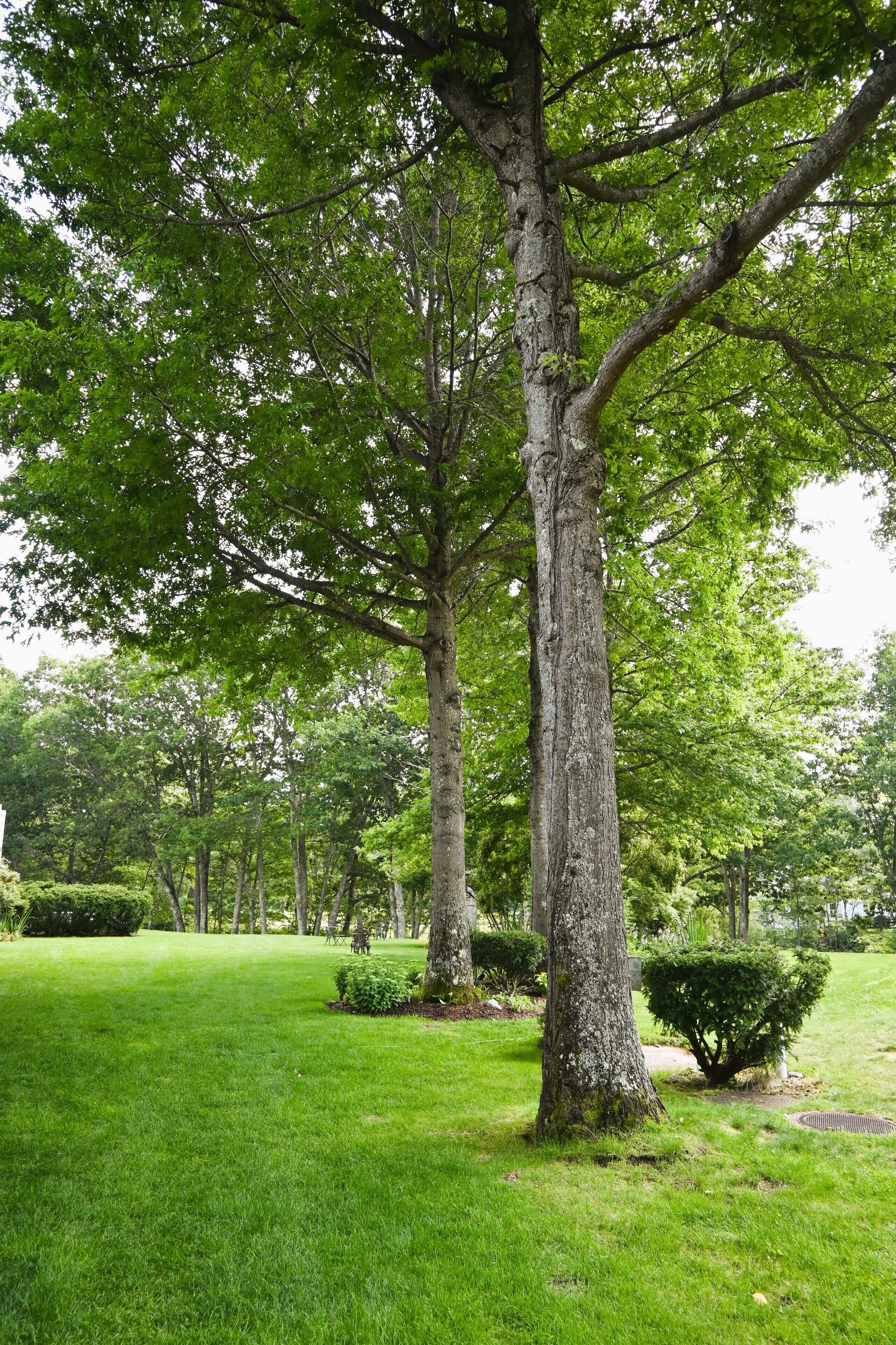 A park with a large tree, well-maintained grass, and a small bush.