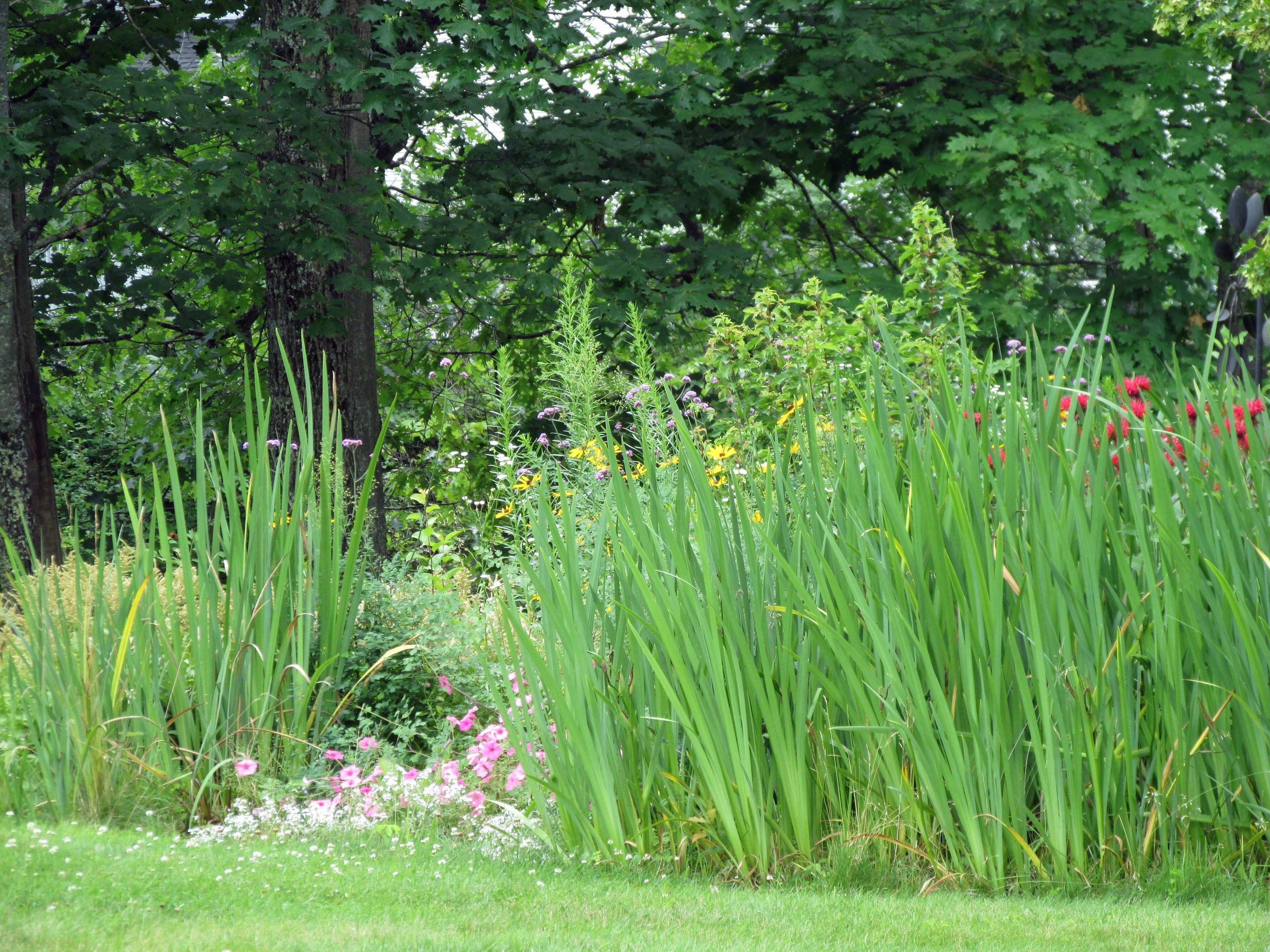 A lush garden with various plants and flowers, including tall grasses and colorful blooms.
