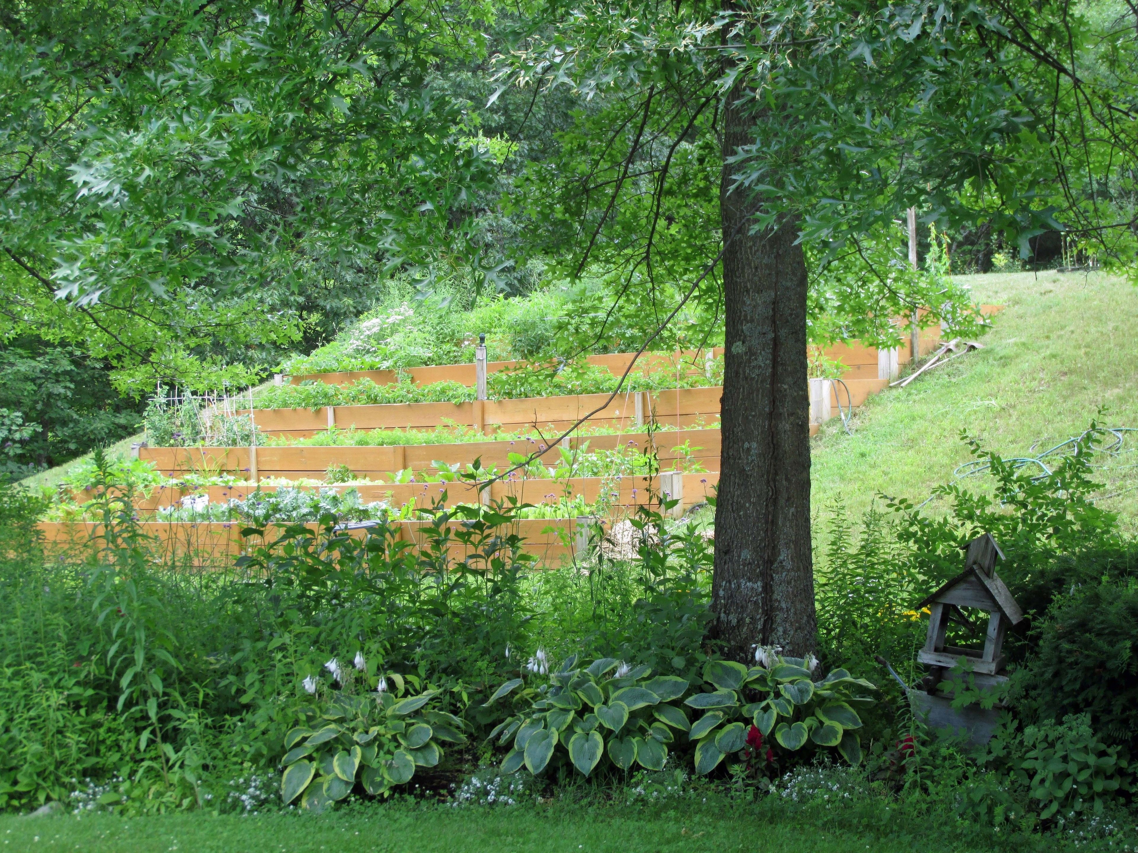 A garden with raised beds, a tree, and a birdhouse.