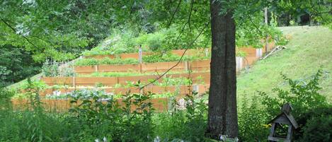 A garden with raised beds, a tree, and a birdhouse.