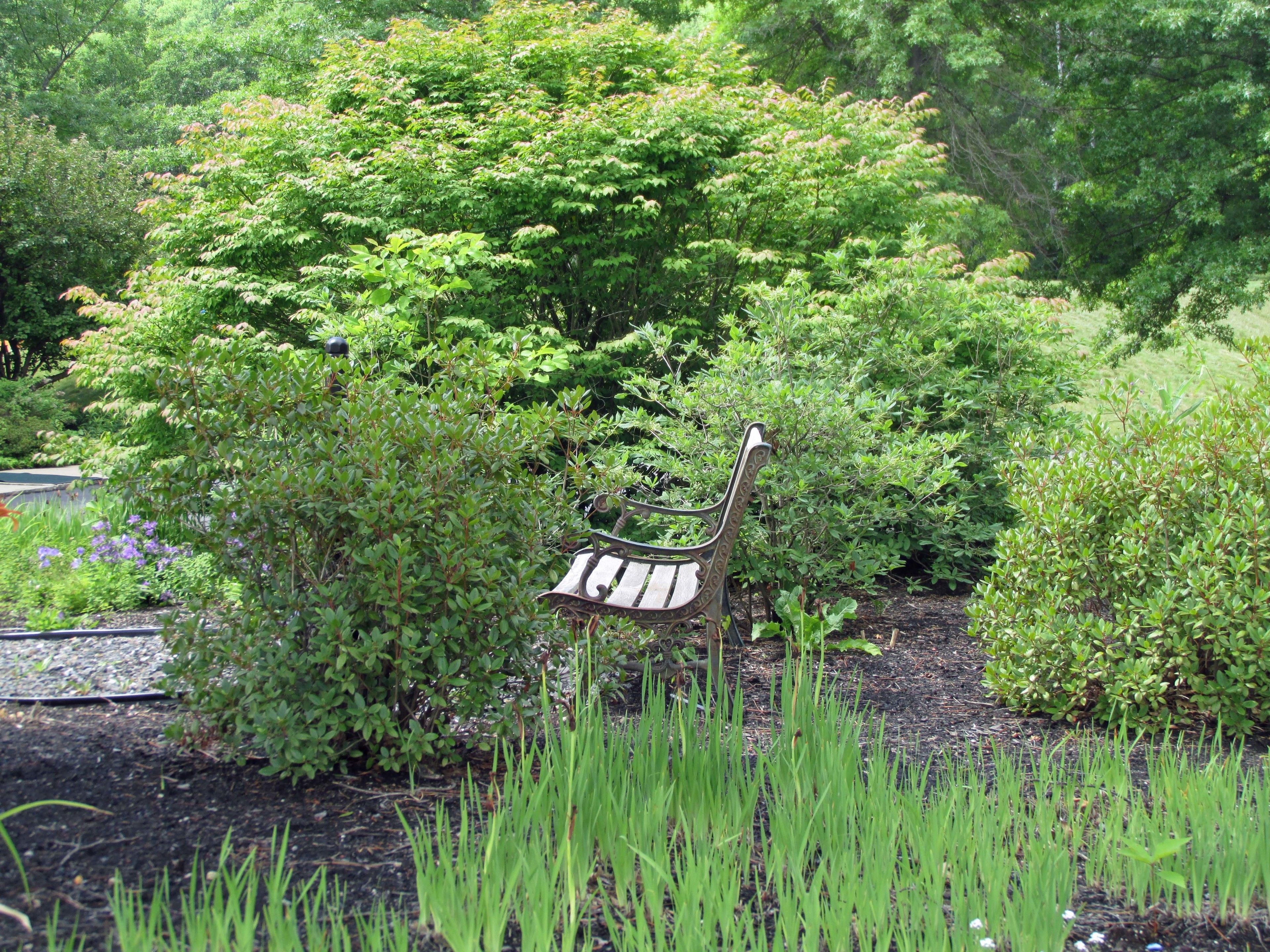 A bench in a garden with dense foliage and grass.