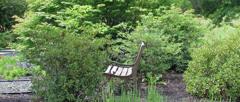 A bench in a garden with dense foliage and grass.