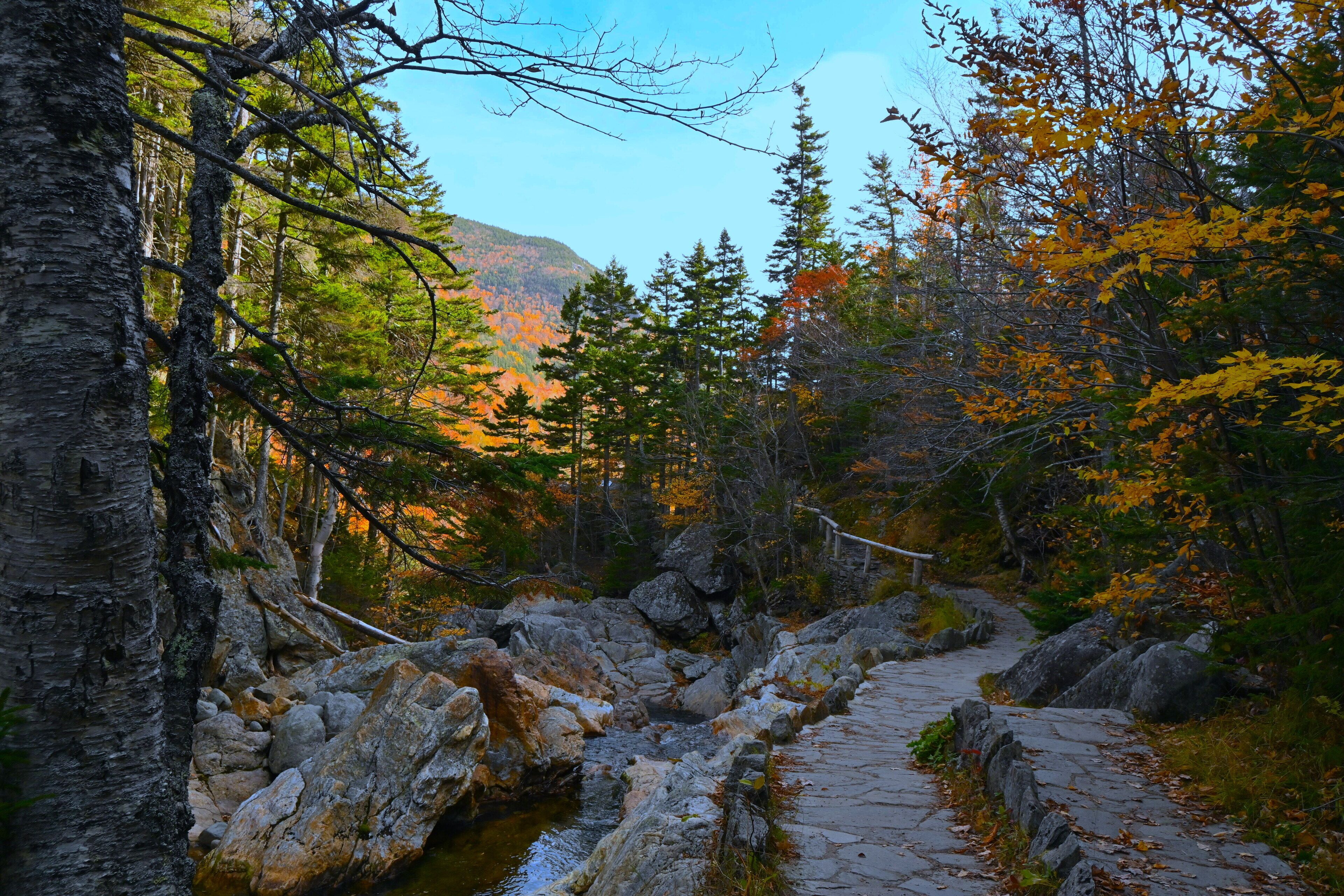 A stone pathway through a forest with autumn foliage and a mountain in the background.