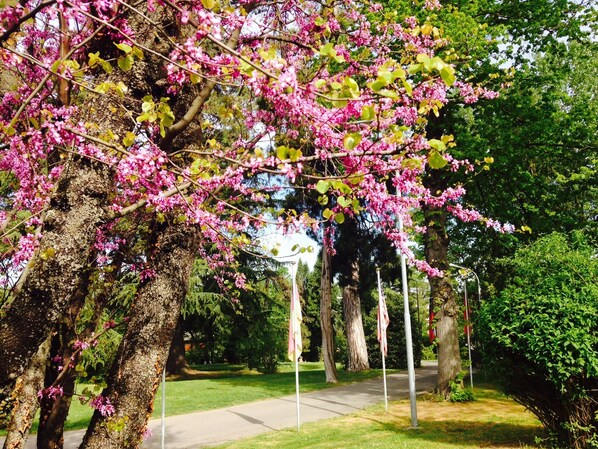 Un sendero arbolado con acera, rodeado de exuberante vegetación y árboles con flores rosadas.