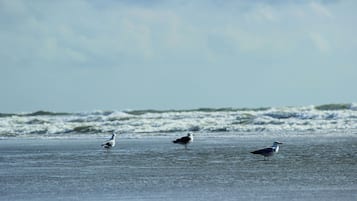Beach nearby