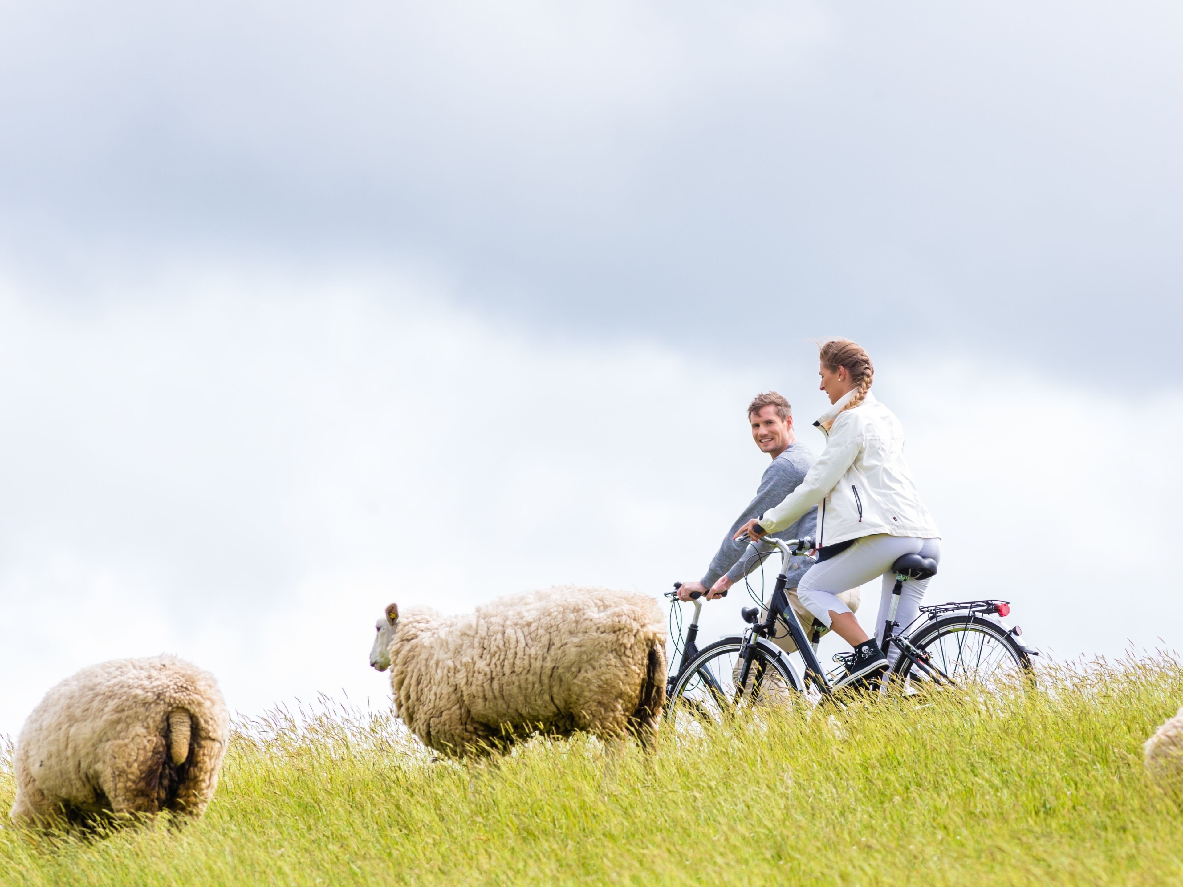 A couple riding a bicycle in a grassy field with sheep.