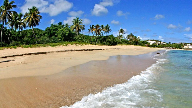 A beach with clear waters, palm trees, and a sandy shore. - Yepton Estate Cottages (St. John's)