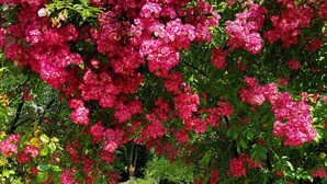 A garden pathway surrounded by lush greenery and vibrant pink flowers. - Hotel Via Roma (Salzburg)
