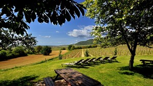 A picnic area with a wooden table and benches, surrounded by a grassy field and vineyards under a clear sky. - Hotel du Bollenberg (Westhalten)
