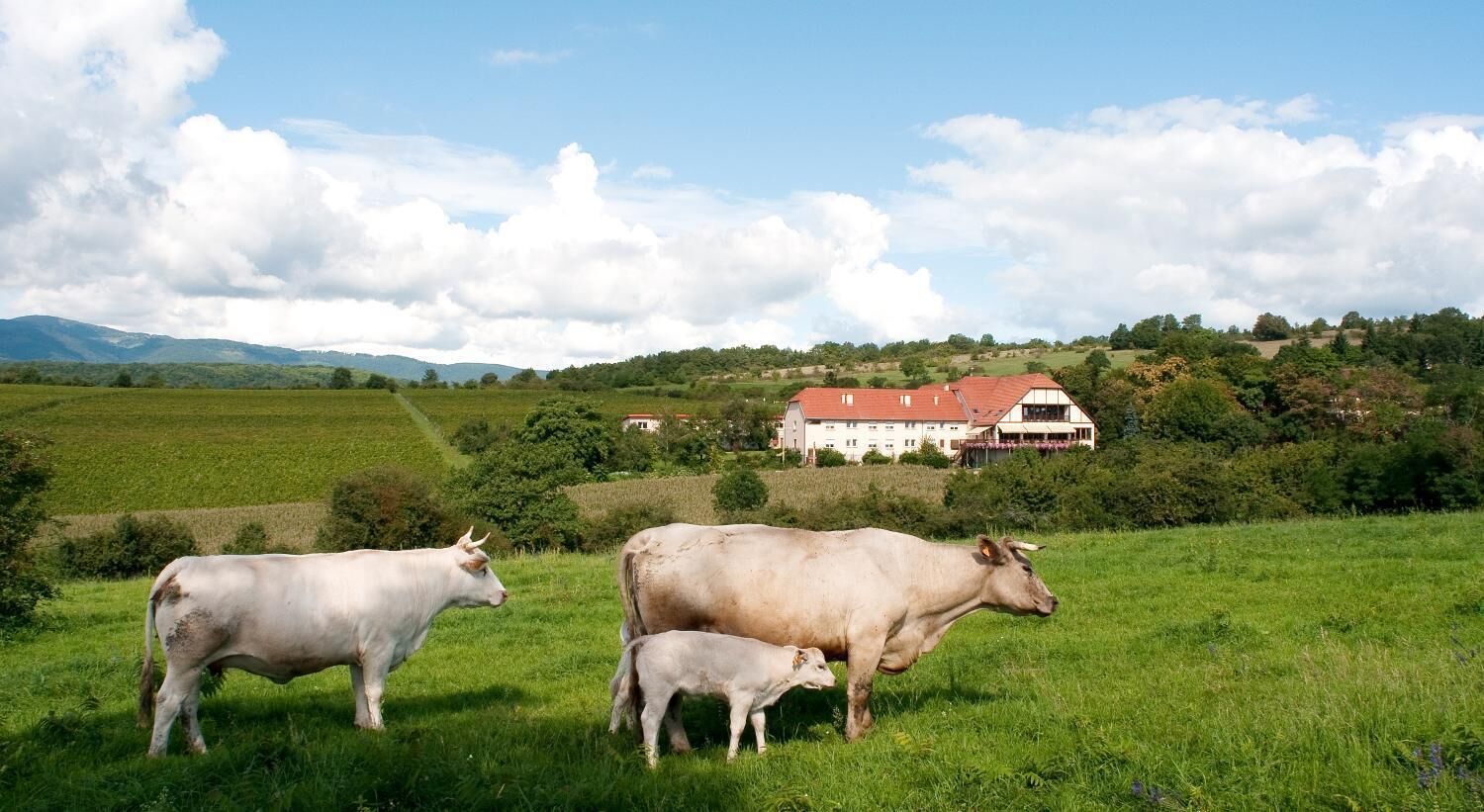 A rural landscape with a large white building, a field, and cows.