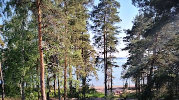 A forested area with tall trees and a view of the water.