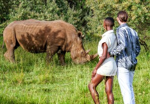 A couple walking in a grassy field with a rhinoceros in the background.