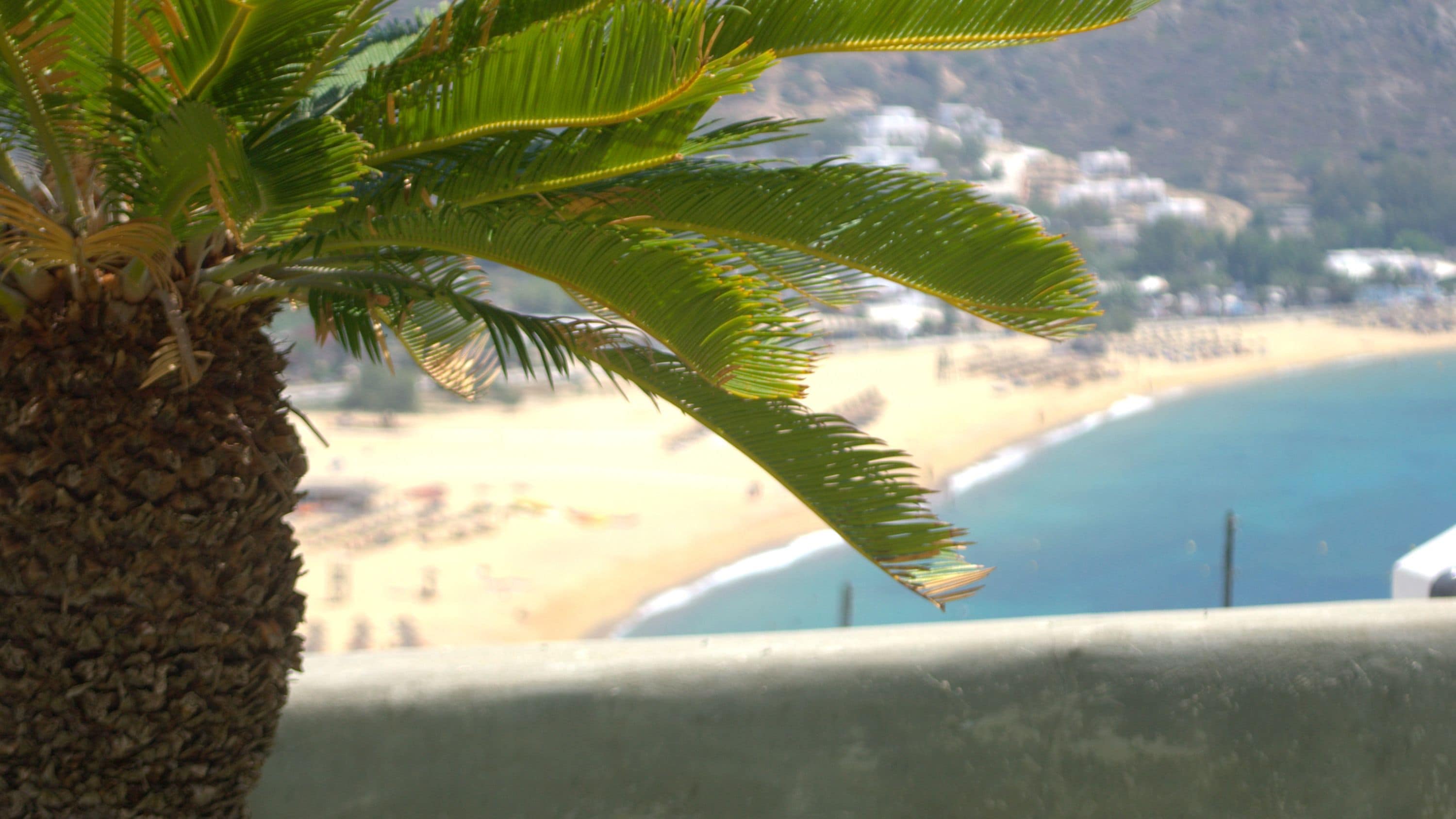 En palme i forgrunden, strand og hav i baggrunden.