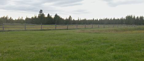 Un campo cercado con una hilera de árboles al fondo.