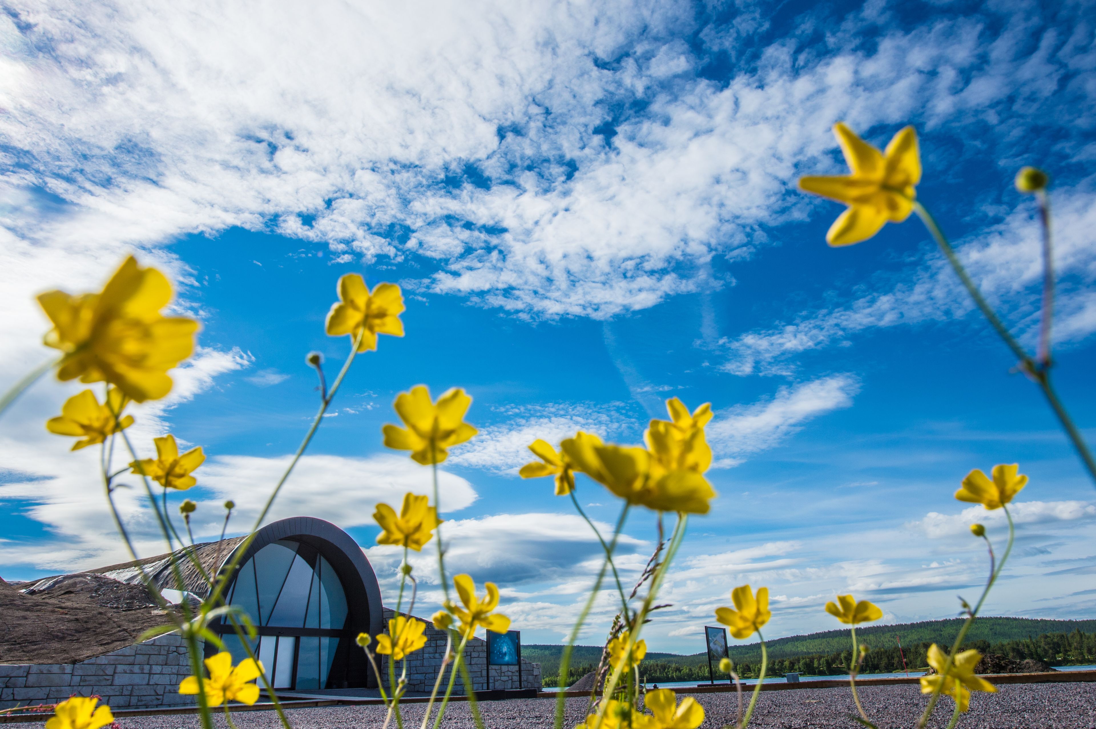 A modern building with a curved glass facade, surrounded by yellow flowers and a clear blue sky with clouds.
