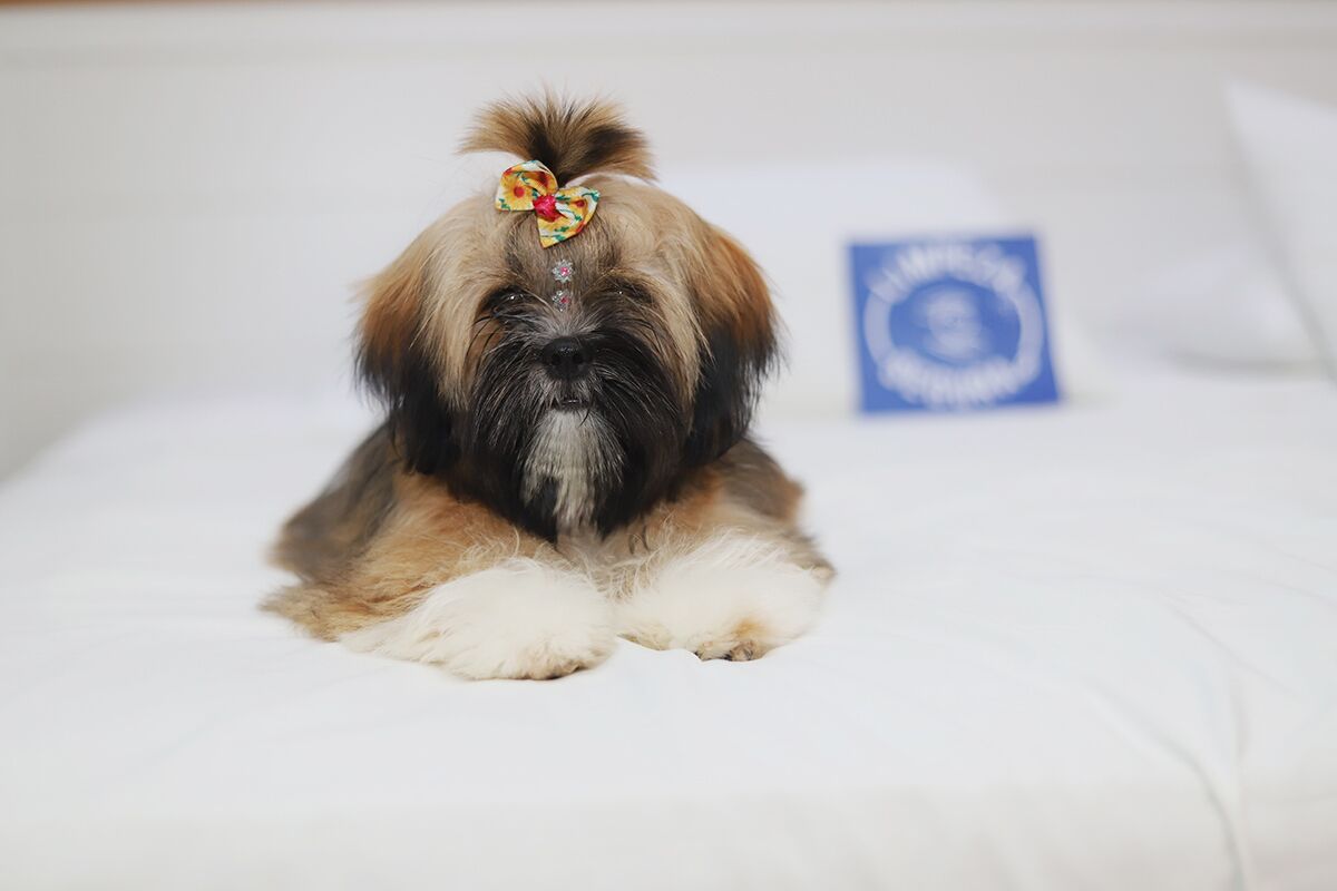 pet-friendly amenities