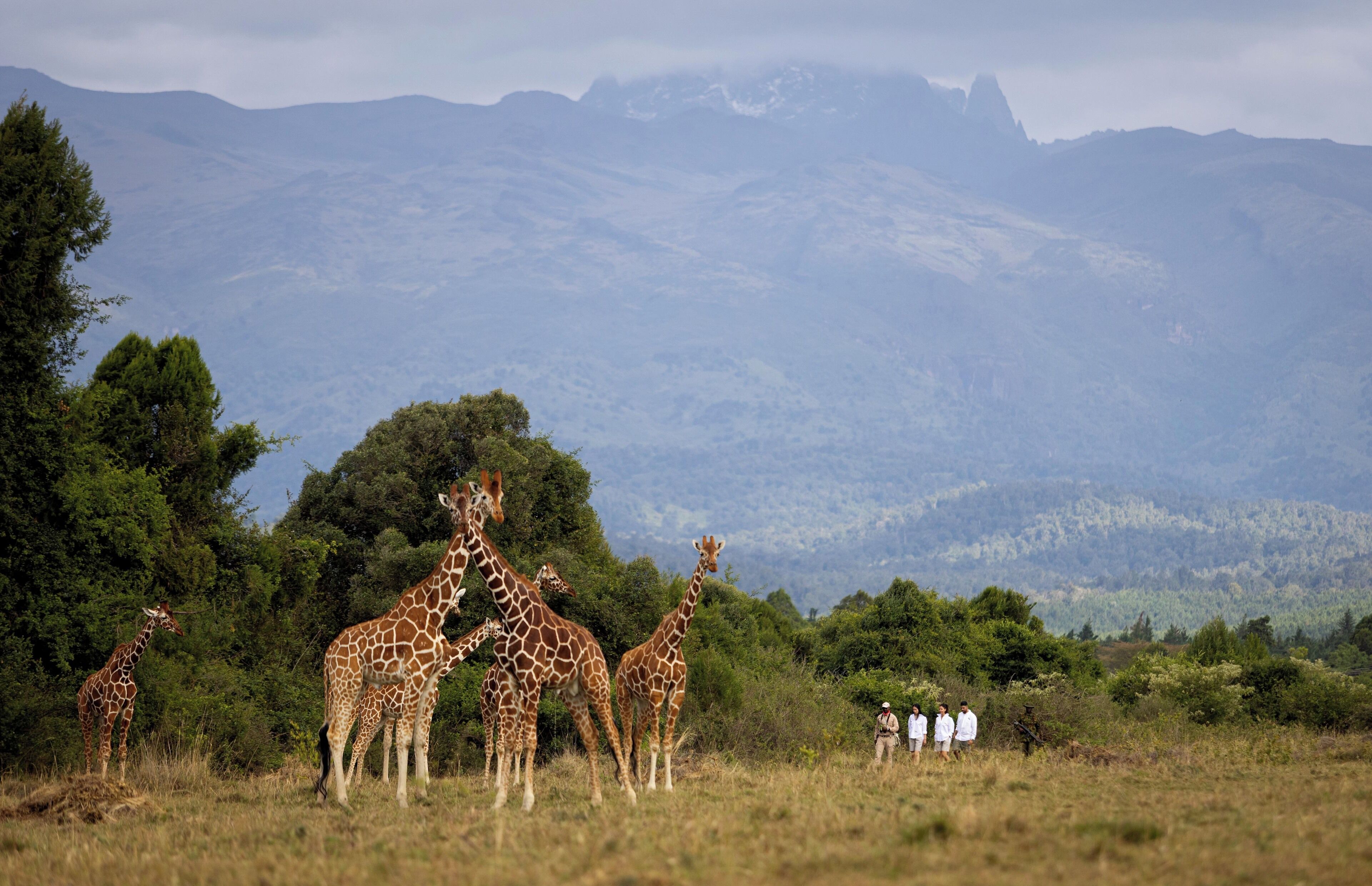 A group of giraffes in a grassy field with mountains in the background.