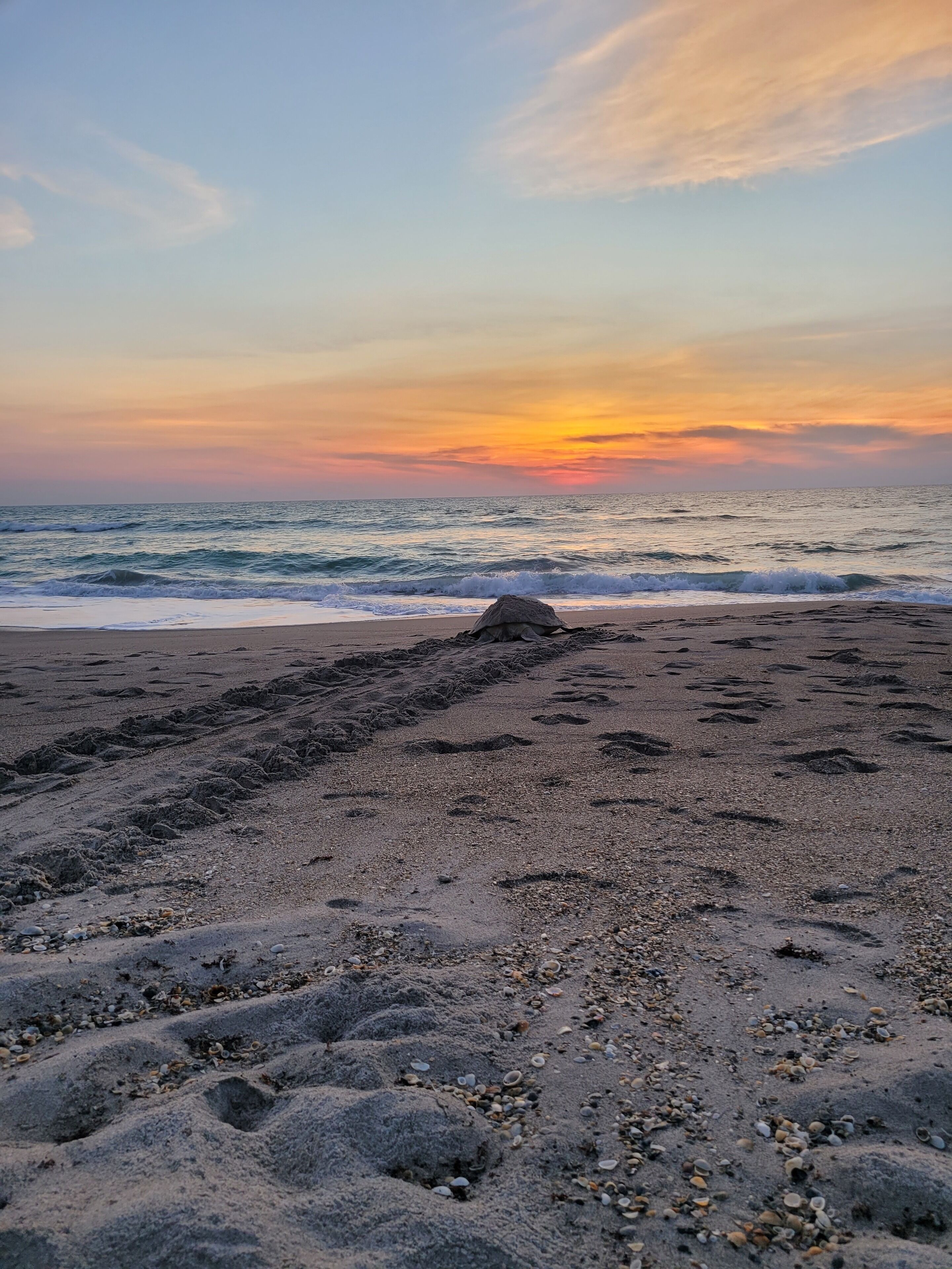 A beach with a thatched structure, pebbles, and shells.