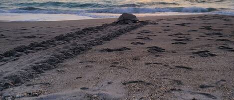 A beach with a thatched structure, pebbles, and shells.