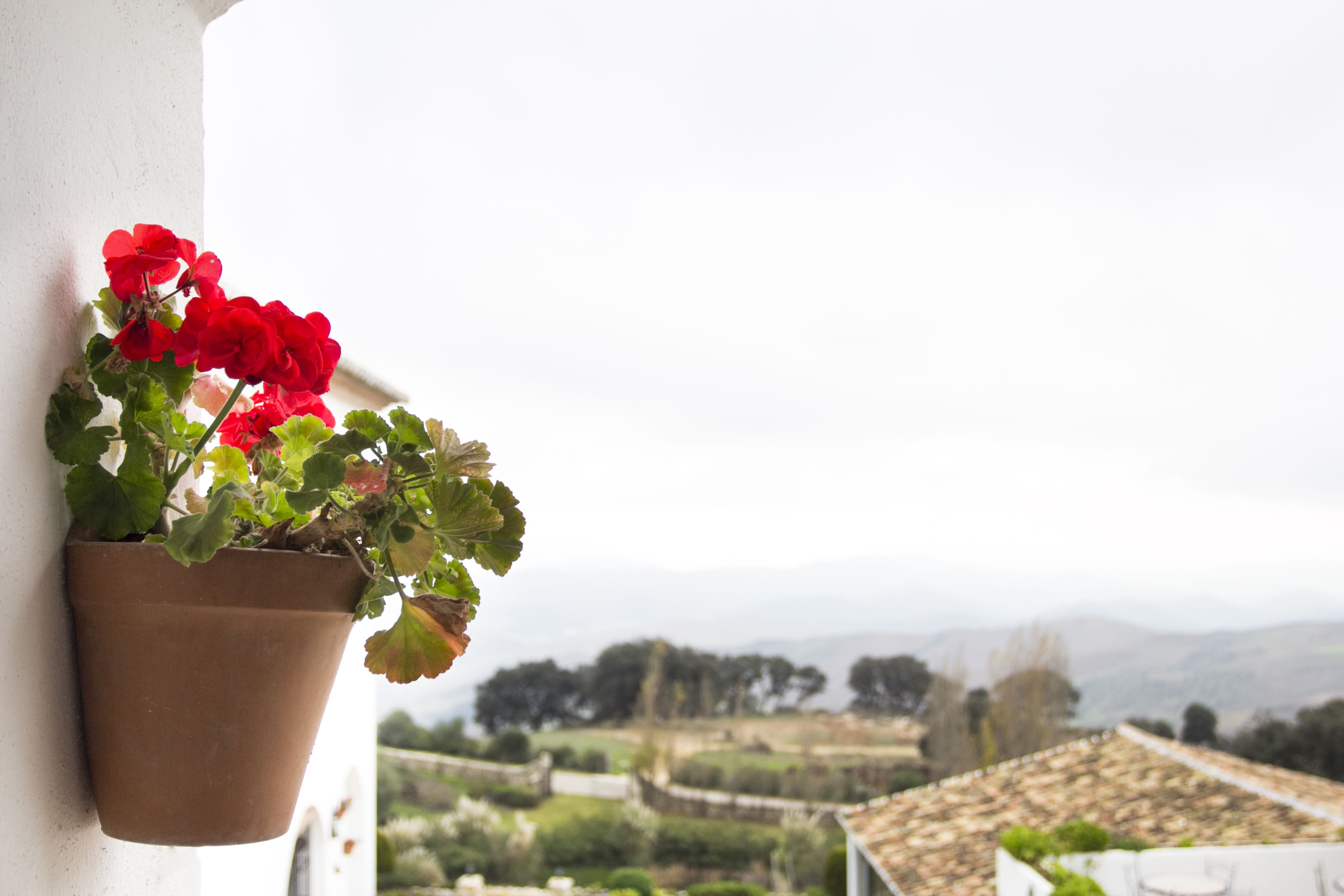 Una planta en test amb flors vermelles a un balcó amb vista a un paisatge rural.