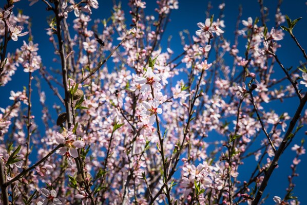A dense cluster of pink blossoms against a clear blue sky. - Hotel Fuente del Sol (Antequera)