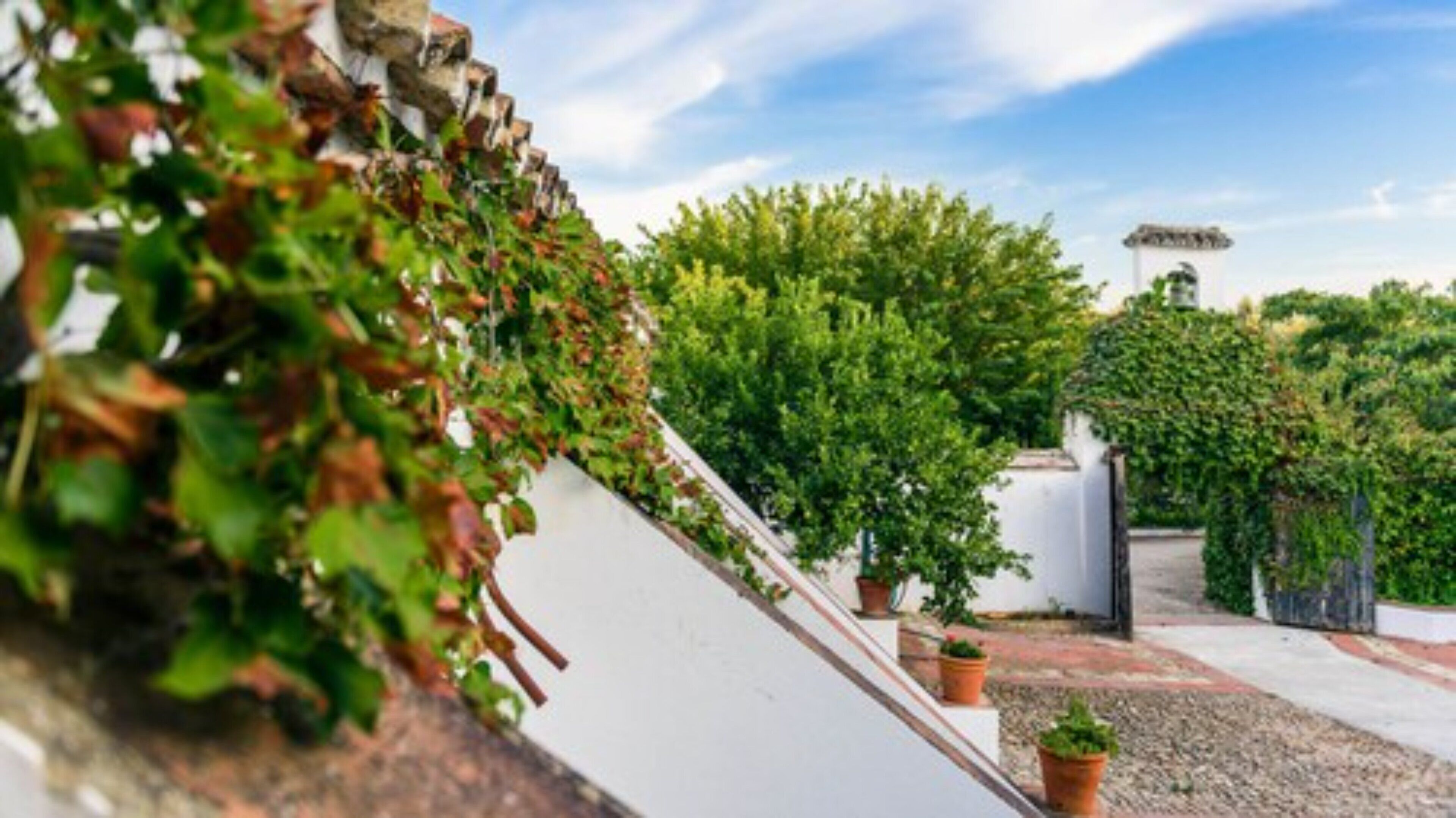 A rooftop garden with potted plants and a white building in the background.