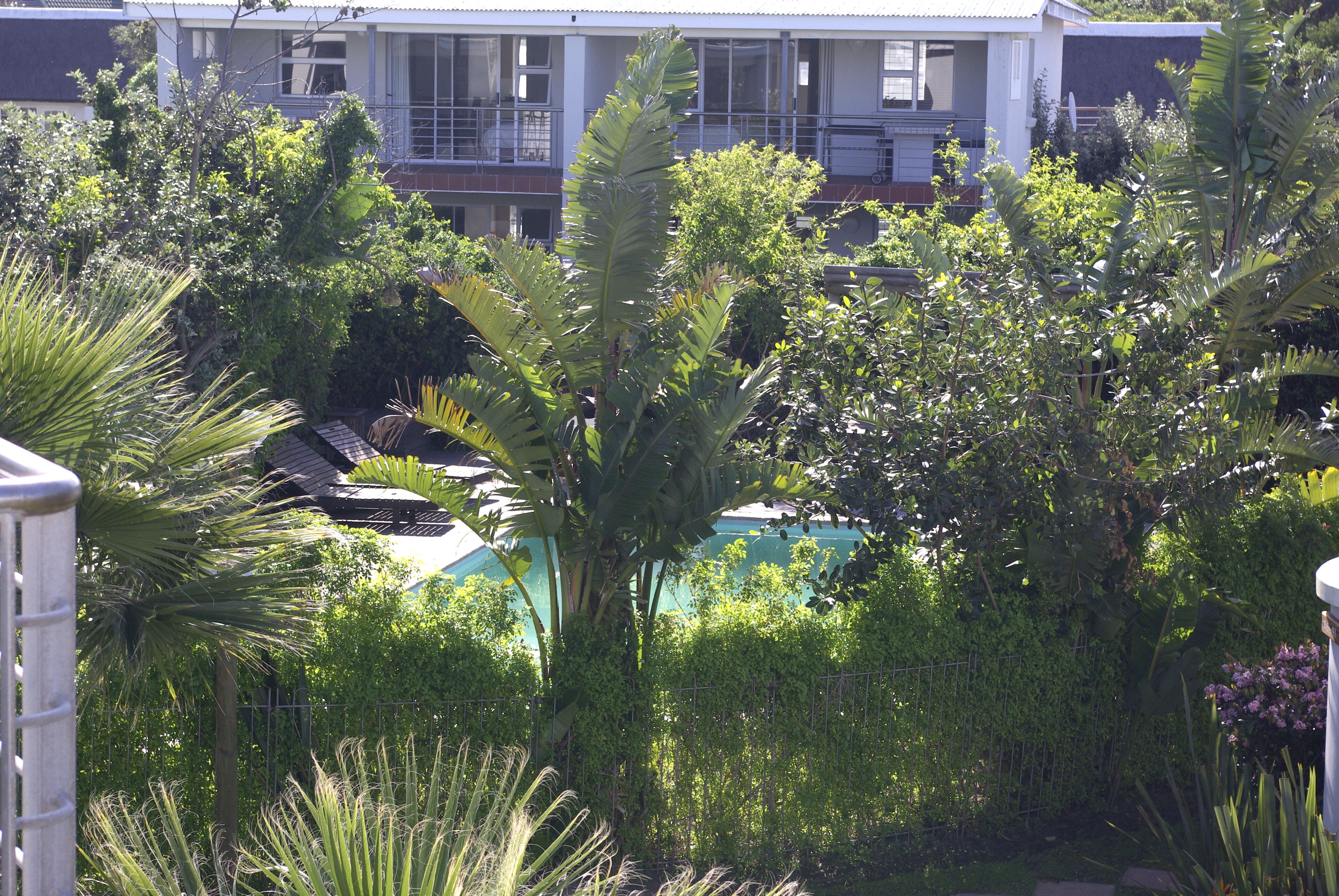 Zona residencial com uma casa rodeada por vegetação exuberante, incluindo várias árvores e plantas.