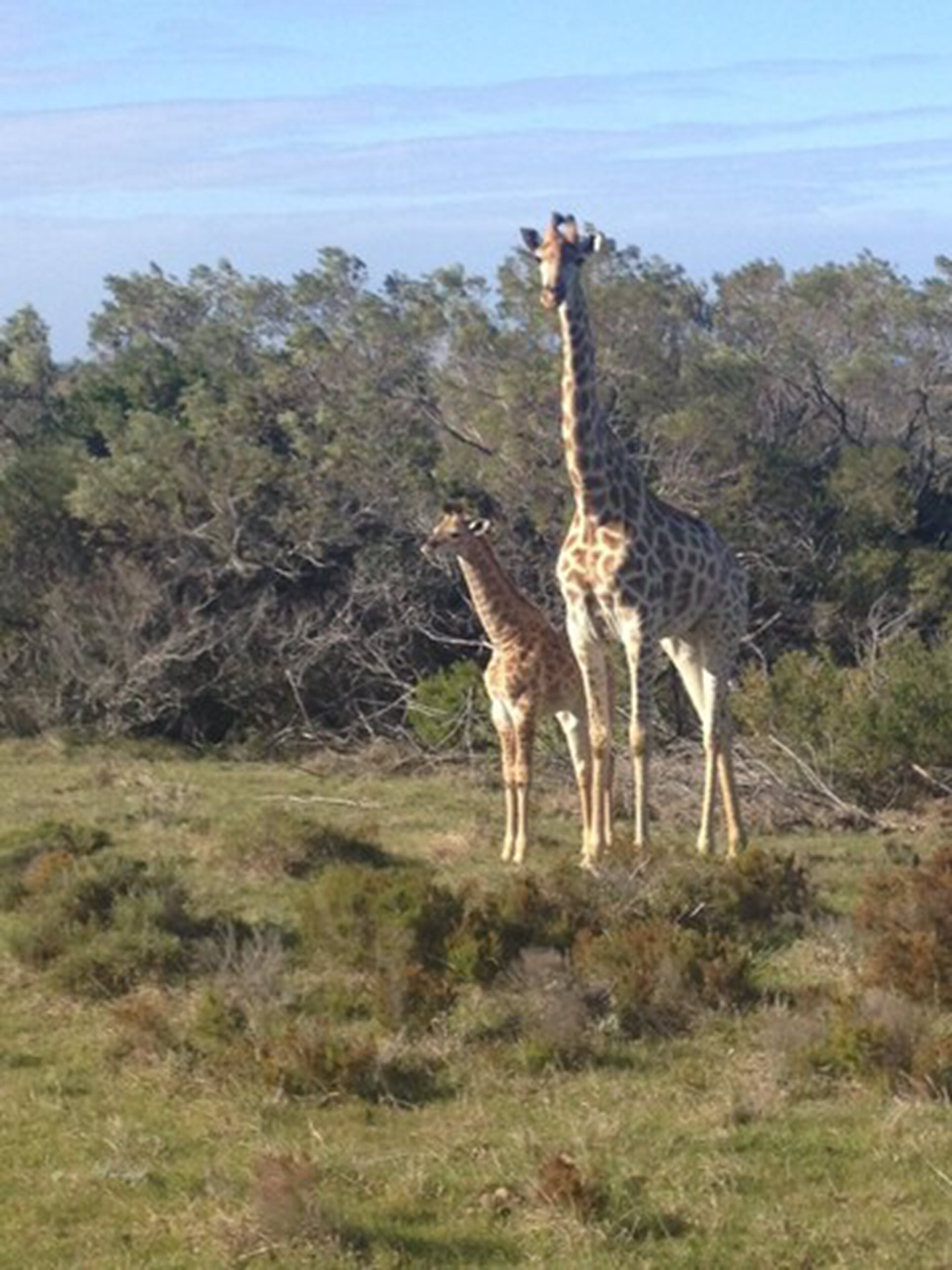 Two giraffes standing in a grassy field with trees in the background.