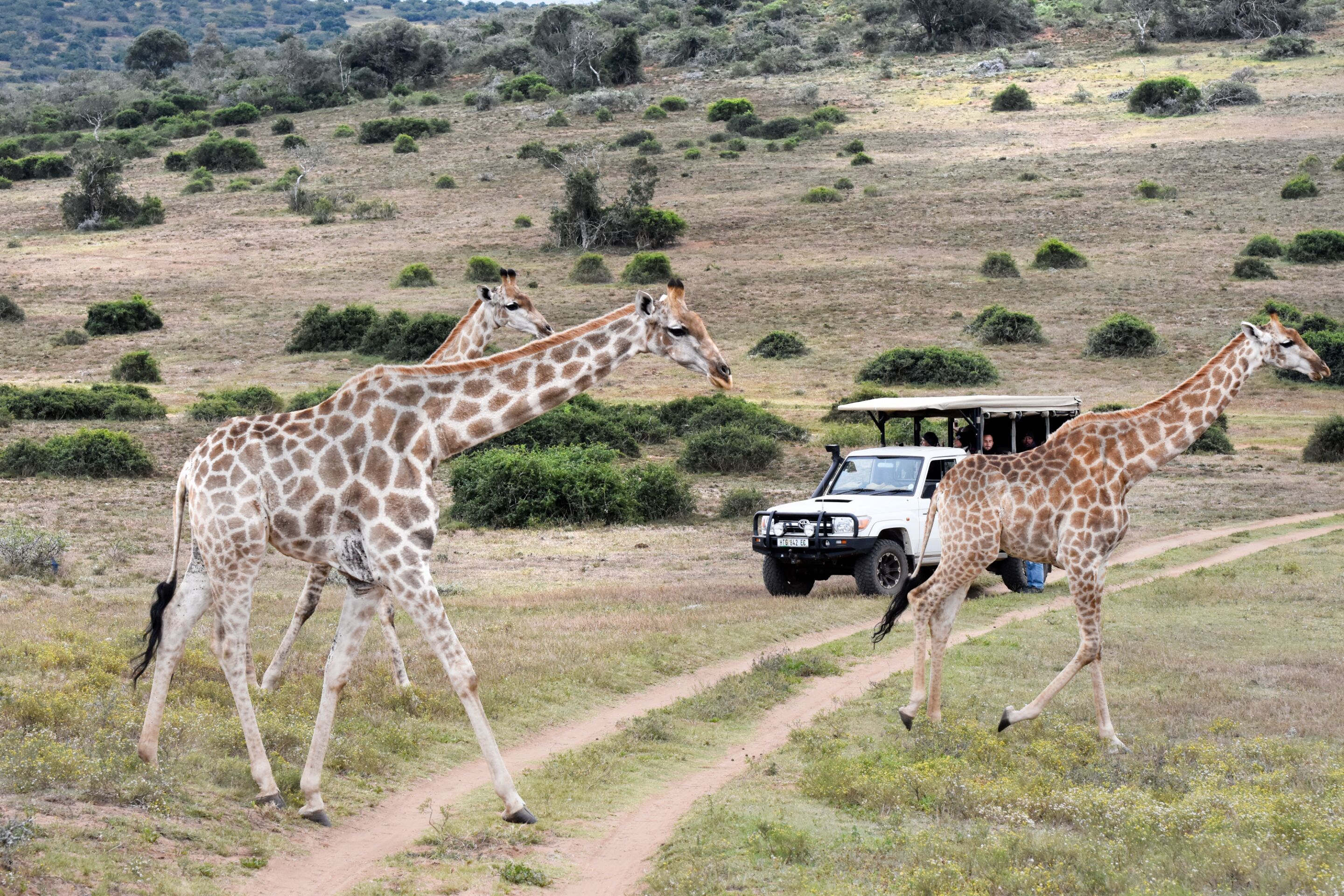 A safari scene with three giraffes walking on a dirt path, a safari vehicle, and sparse vegetation in the background.