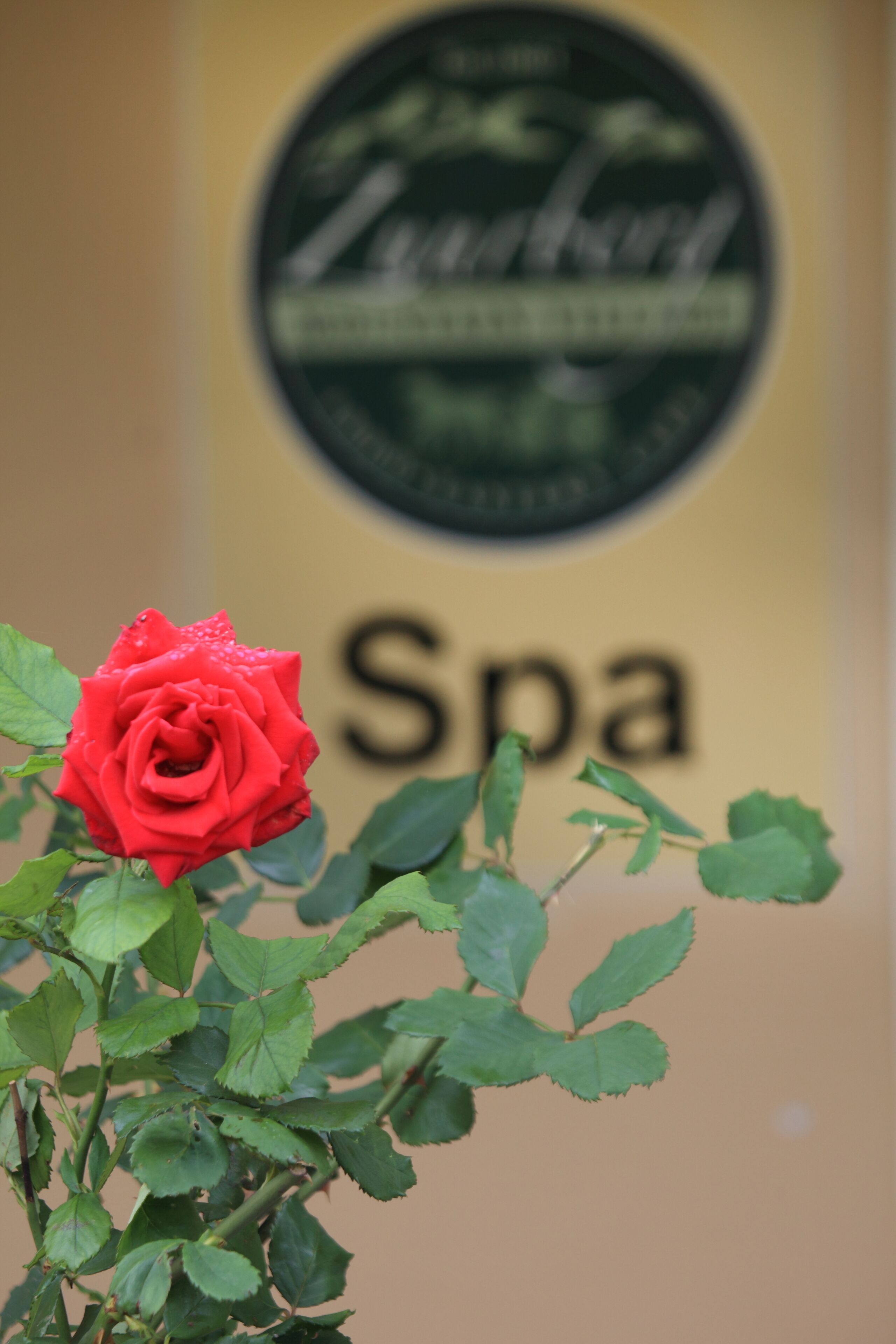 Una rosa rossa davanti a un cartello per una spa.