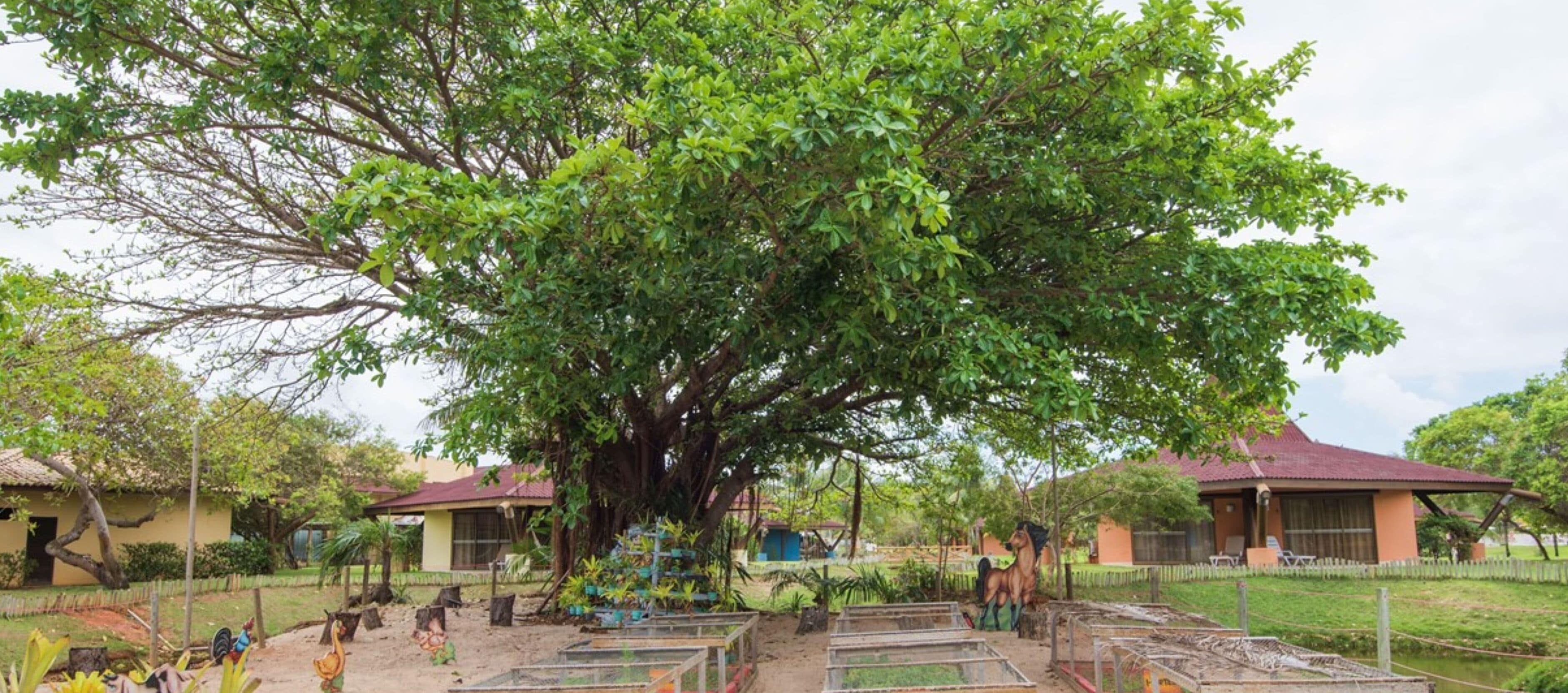 A large tree in a courtyard with a building in the background.