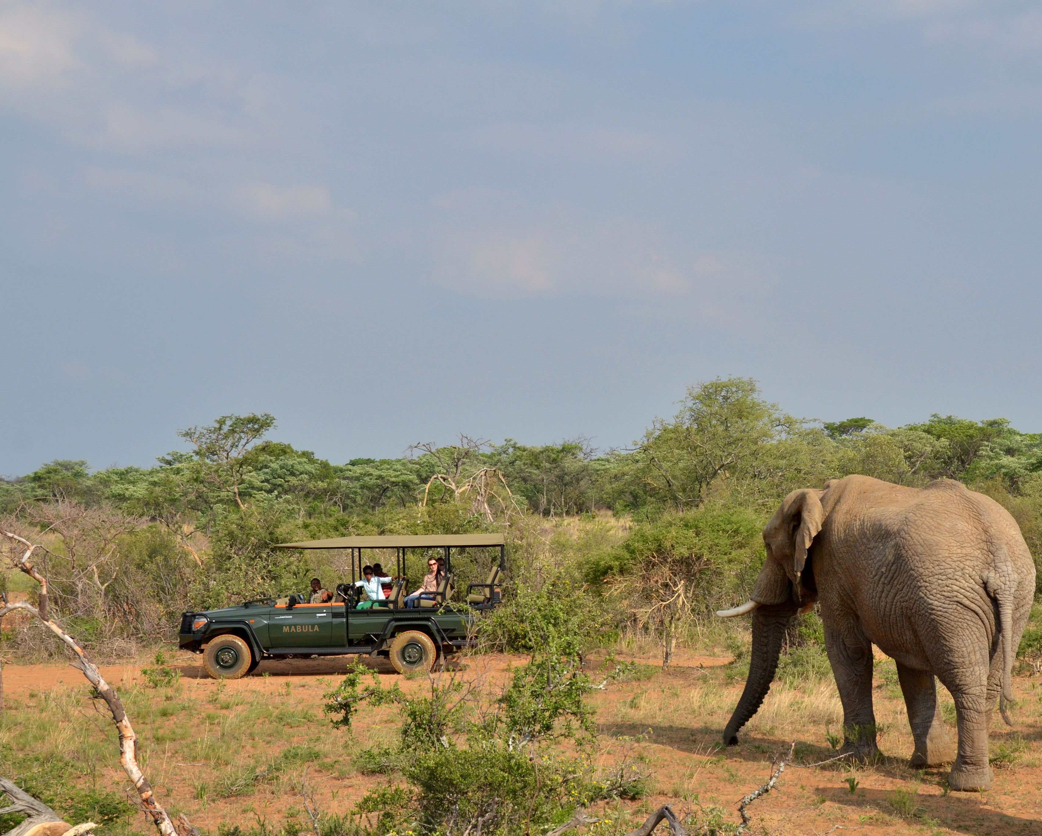 Un vehículo todoterreno de safari con pasajeros observando un elefante en su hábitat natural.