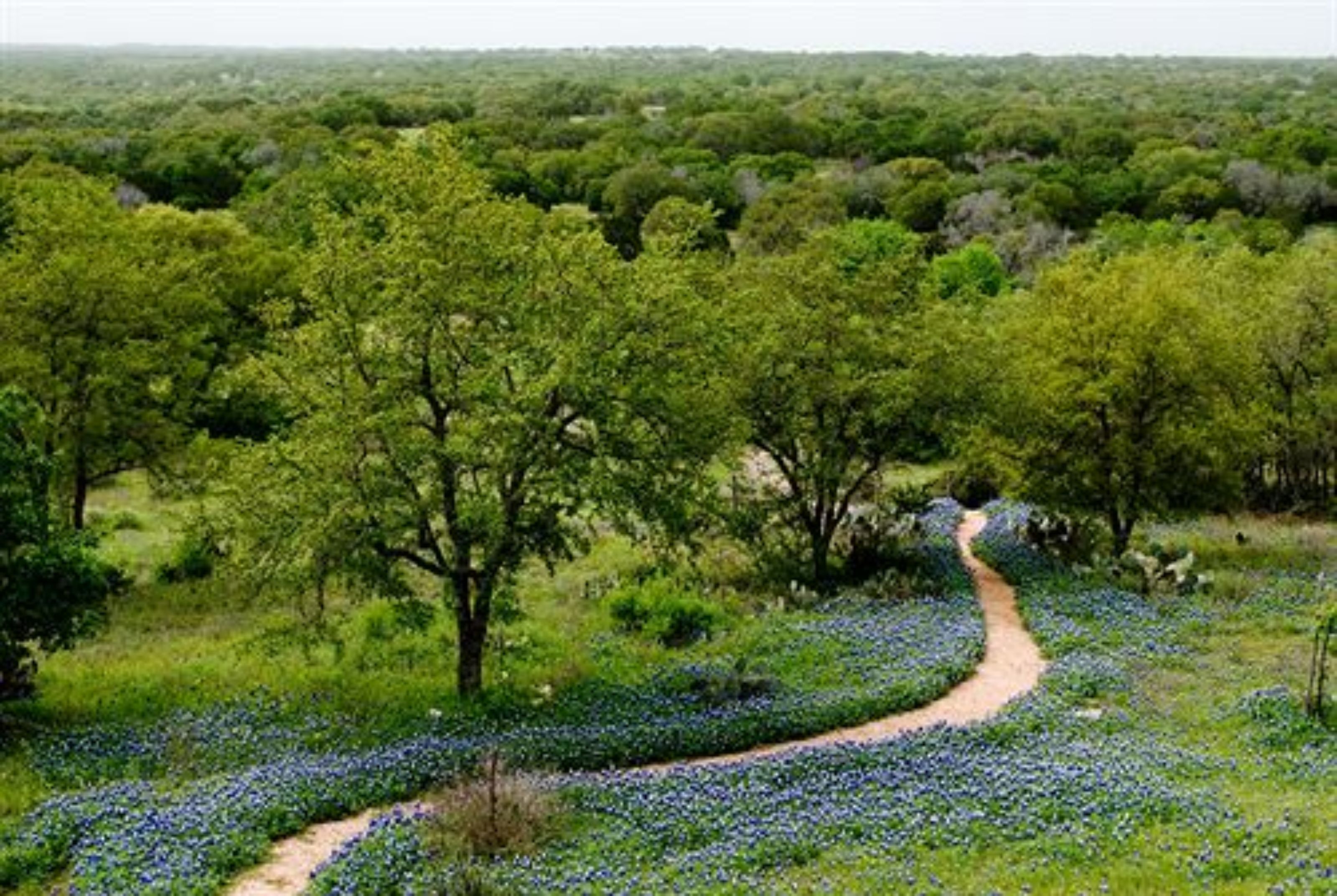 A winding path through a lush landscape with dense green foliage and scattered blue flowers.