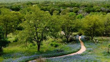 A winding path through a lush landscape with dense green foliage and scattered blue flowers.