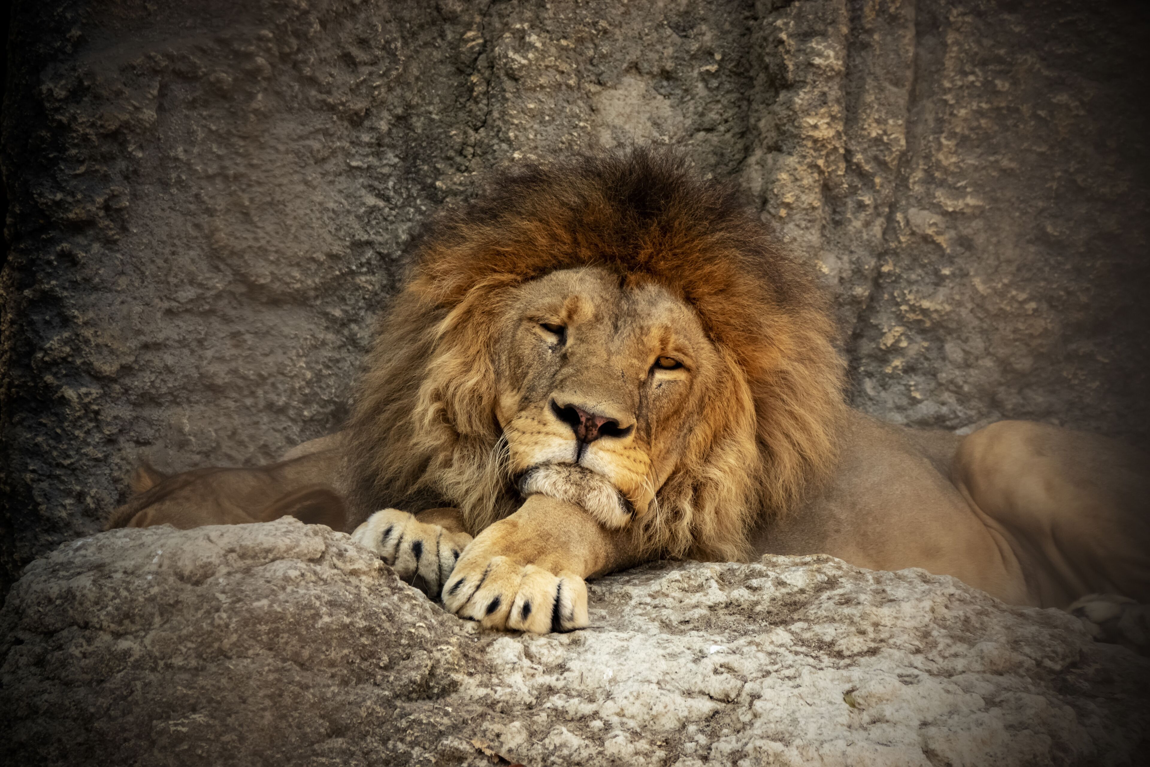 Foto - TownePlace Suites Sacramento Cal Expo