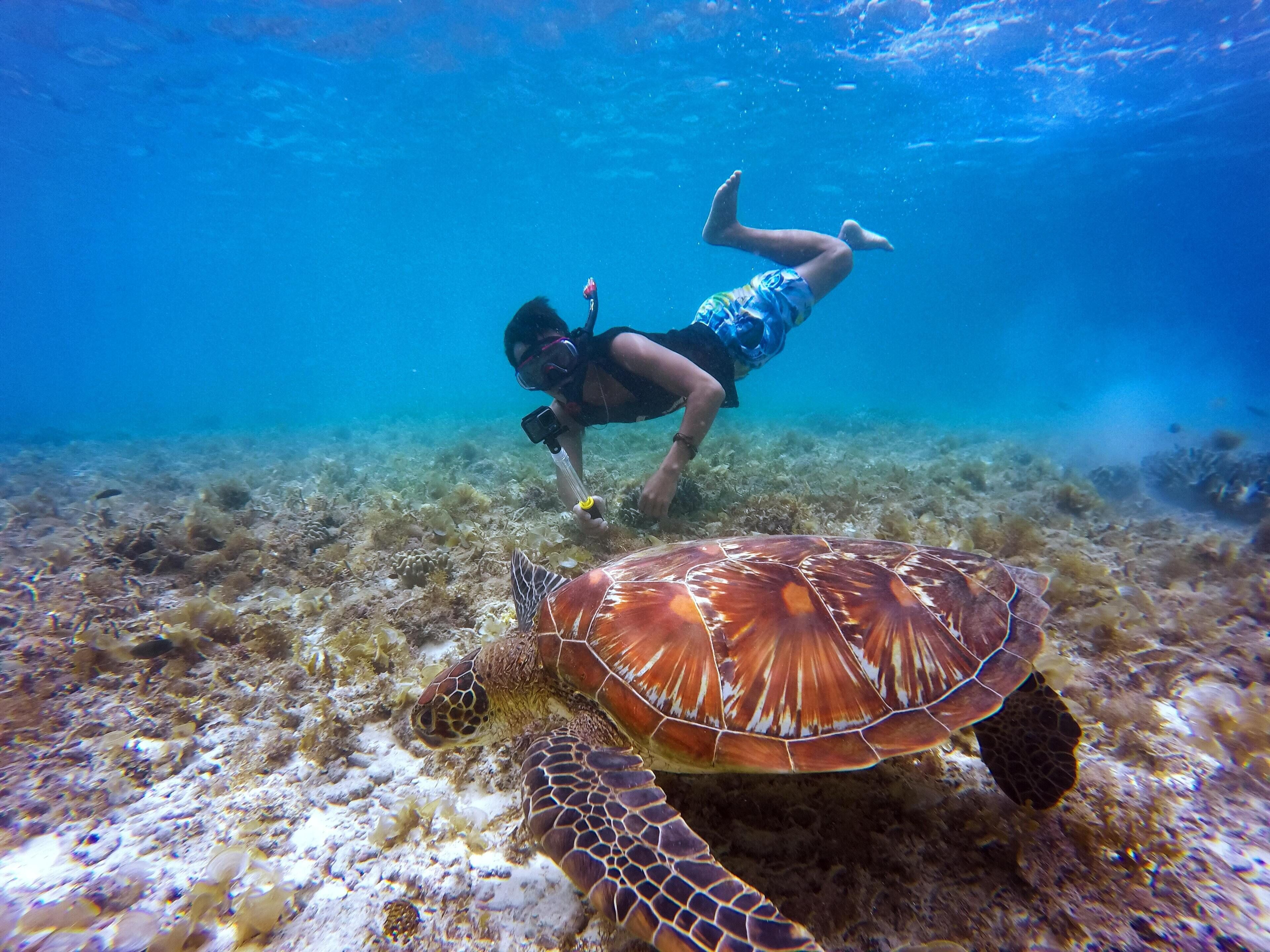 A diver underwater with a sea turtle.