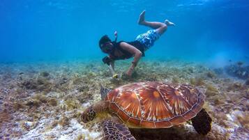A diver underwater with a sea turtle.