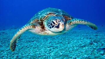 Une tortue de mer nageant sous l’eau.