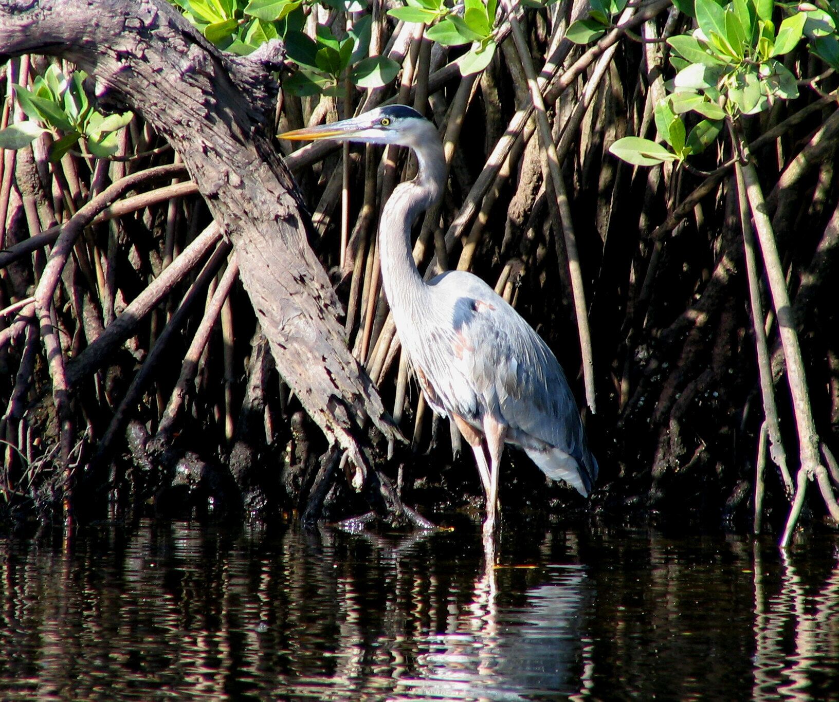 A heron standing in shallow water with dense mangrove roots and green foliage in the background.
