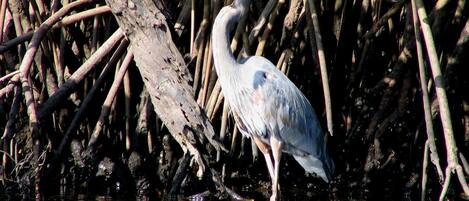 A heron standing in shallow water with dense mangrove roots and green foliage in the background.